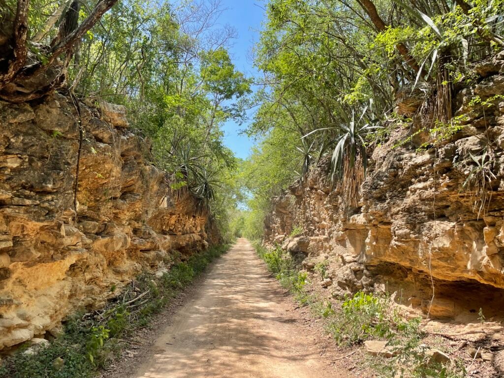 path thru forest
