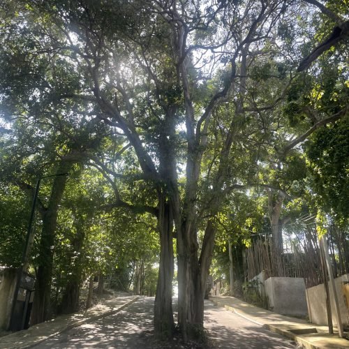 trees